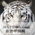 A white tiger rests inside an enclosure at Beijing Zoo in China, 08 Feb 2010 A white tiger rests inside an enclosure at Beijing Zoo in China, 08 Feb 2010